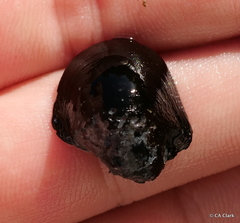 Neripteron vespertinum