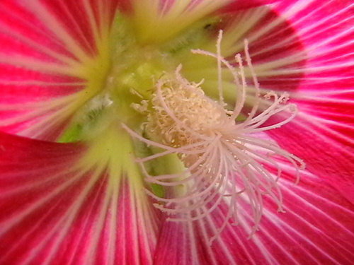 Rose trémière à feuilles de figuier 2
