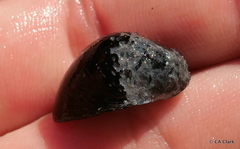Neripteron vespertinum