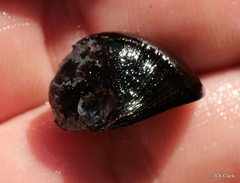Neripteron vespertinum