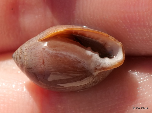 Melampus castaneus observed 2019-10-09