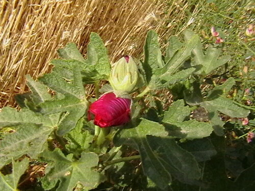 Rose trémière à feuilles de figuier 4