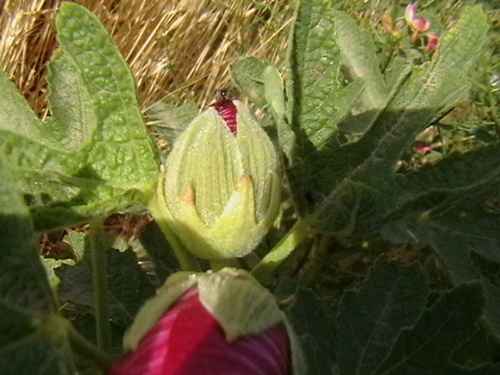 Rose trémière à feuilles de figuier 3