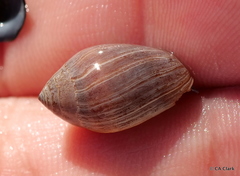 Melampus castaneus