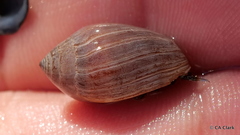 Melampus castaneus