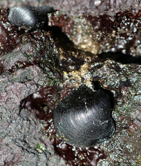 Neripteron vespertinum