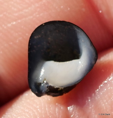 Neripteron vespertinum