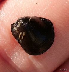 Neripteron vespertinum