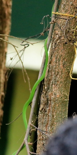 Malabar Vine Snake