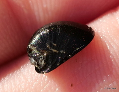 Neripteron vespertinum