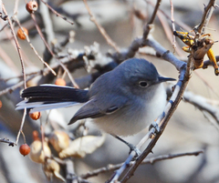 Polioptila nigriceps
