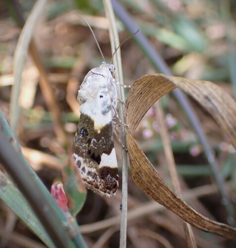 Acontia lucida