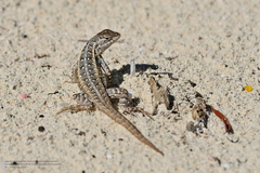 Sceloporus cozumelae