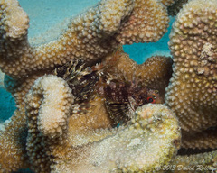 Dendrochirus barberi