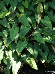 Philodendron erubescens