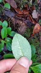 Ilex anomala
