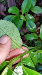 Ilex anomala