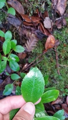 Ilex anomala