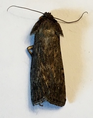 Spaelotis bicava