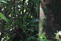 Phaenostictus mcleannani