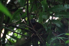 Phaenostictus mcleannani