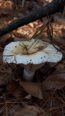 Hygrophorus flavodiscus