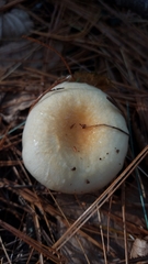 Hygrophorus flavodiscus