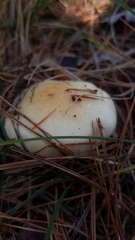 Hygrophorus flavodiscus