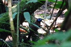 Phaenostictus mcleannani