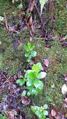 Ilex anomala