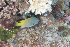 Pomacentrus nigromarginatus