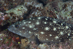 Epinephelus coeruleopunctatus
