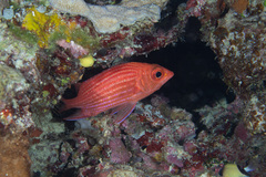 Sargocentron tiereoides