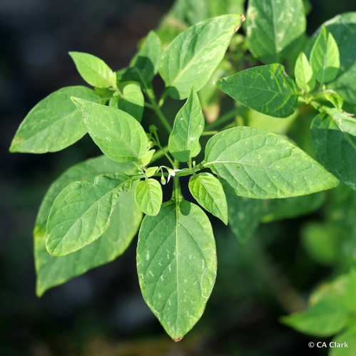 Solanum americanum