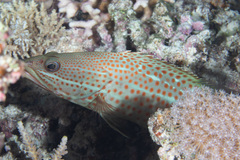 Anyperodon leucogrammicus