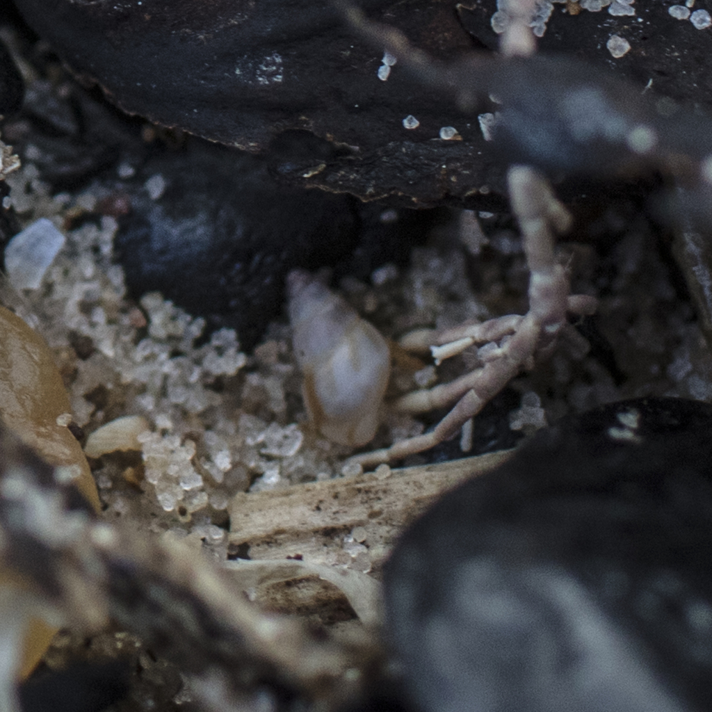 tiny risso snail