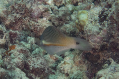 Stethojulis trilineata
