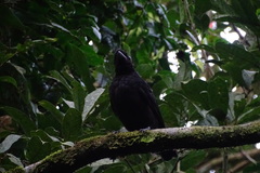 Cephalopterus glabricollis