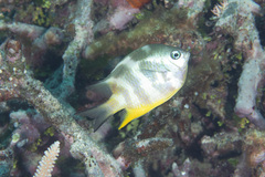 Amblyglyphidodon orbicularis