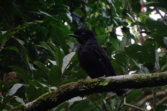 Cephalopterus glabricollis