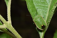 Chlorochroa persimilis