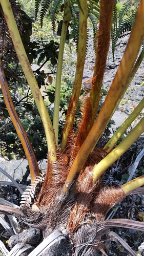 Sadleria cyatheoides