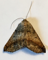 Prochoerodes forficaria