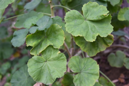 Pelargonium inquinans