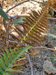 Polystichum imbricans