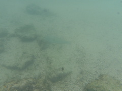 Halichoeres nicholsi