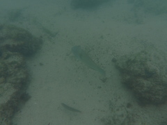 Halichoeres nicholsi