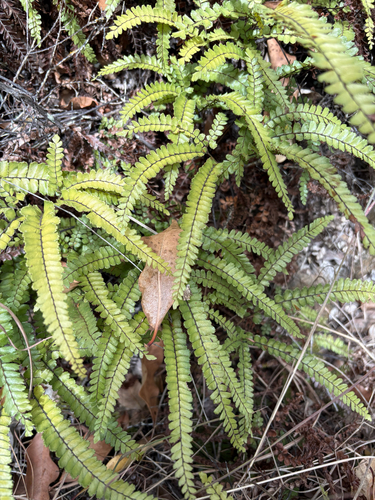 Adiantum hispidulum observed 2025-08-15