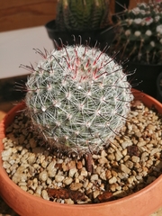 Mammillaria gilensis