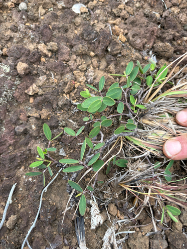 Euphorbia celastroides observed 2025-08-15